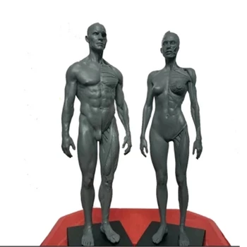 височина 30 см Анатомическая анатомия на човека Череп Скулптура от кръвта Модел на главата на Тялото на Модел на мускулите, Костите на Мъжете и жените